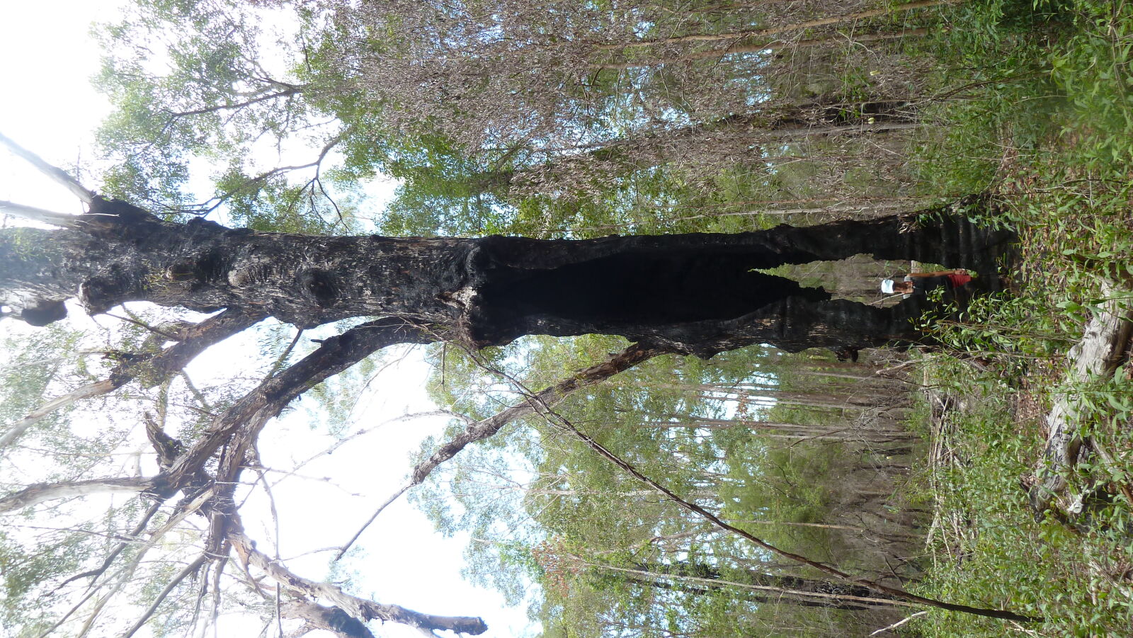 Wanderung auf Fraser Island von Kingfisher Bay zum Lake McKenzie.