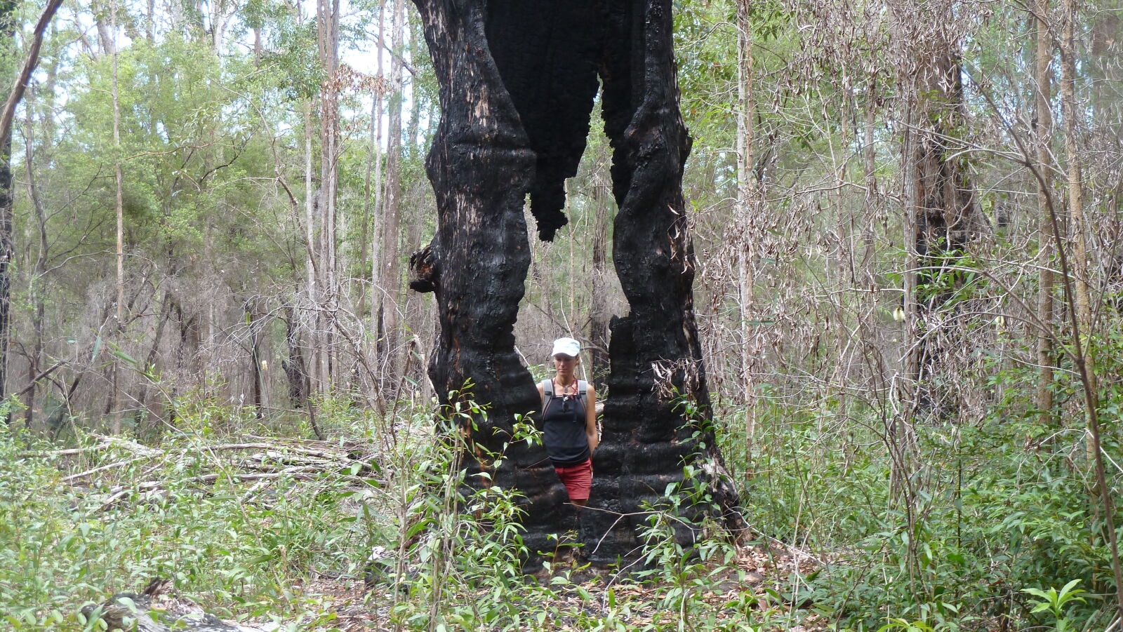 Wanderung auf Fraser Island von Kingfisher Bay zum Lake McKenzie.