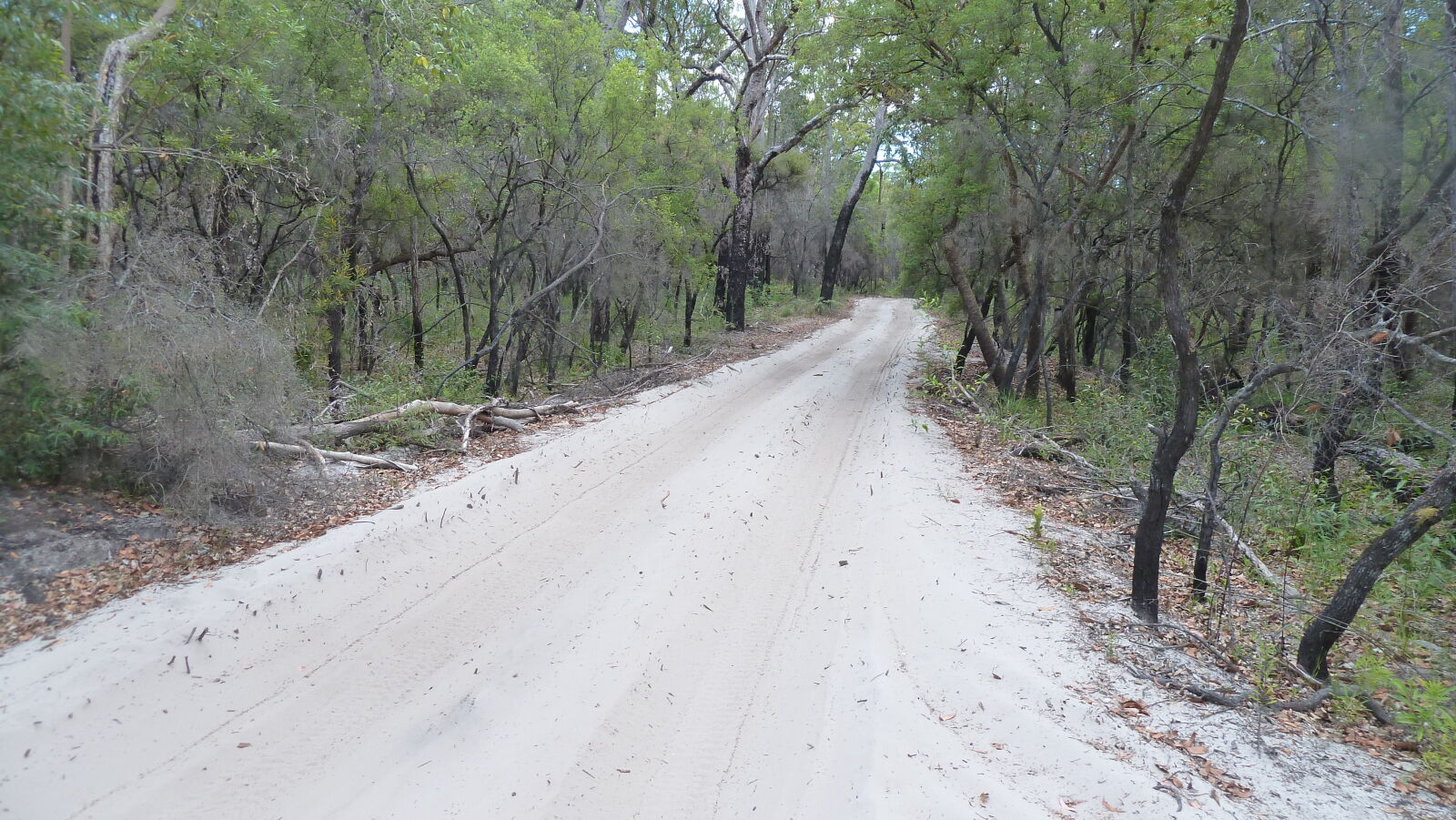 Wanderung auf Fraser Island von Kingfisher Bay zum Lake McKenzie.