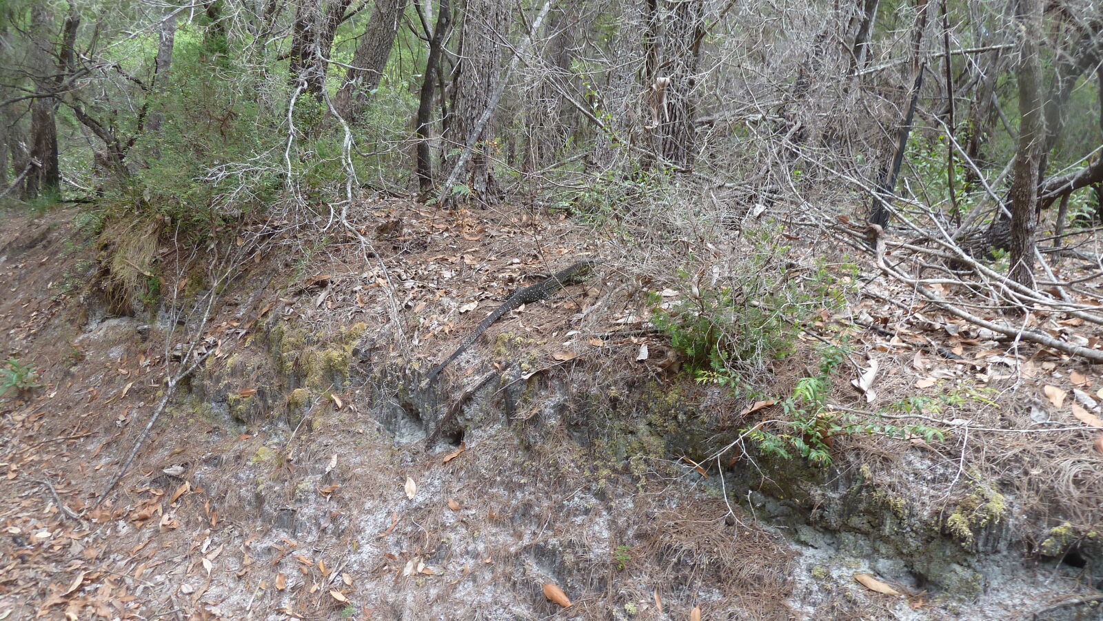 Wanderung auf Fraser Island von Kingfisher Bay zum Lake McKenzie.