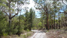 Wanderung auf Fraser Island von Kingfisher Bay zum Lake McKenzie.