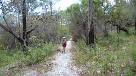 Wanderung auf Fraser Island von Kingfisher Bay zum Lake McKenzie.