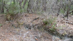 Wanderung auf Fraser Island von Kingfisher Bay zum Lake McKenzie.