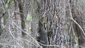 Wanderung auf Fraser Island von Kingfisher Bay zum Lake McKenzie.