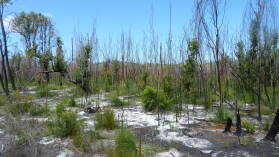 Wanderung auf Fraser Island von Kingfisher Bay zum Lake McKenzie.