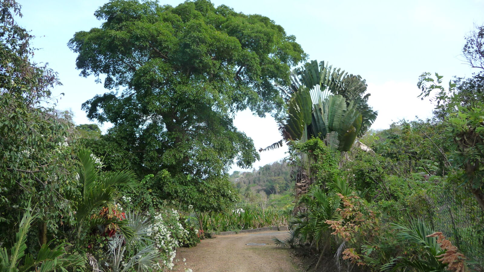 Belmont Estate, Grenada.