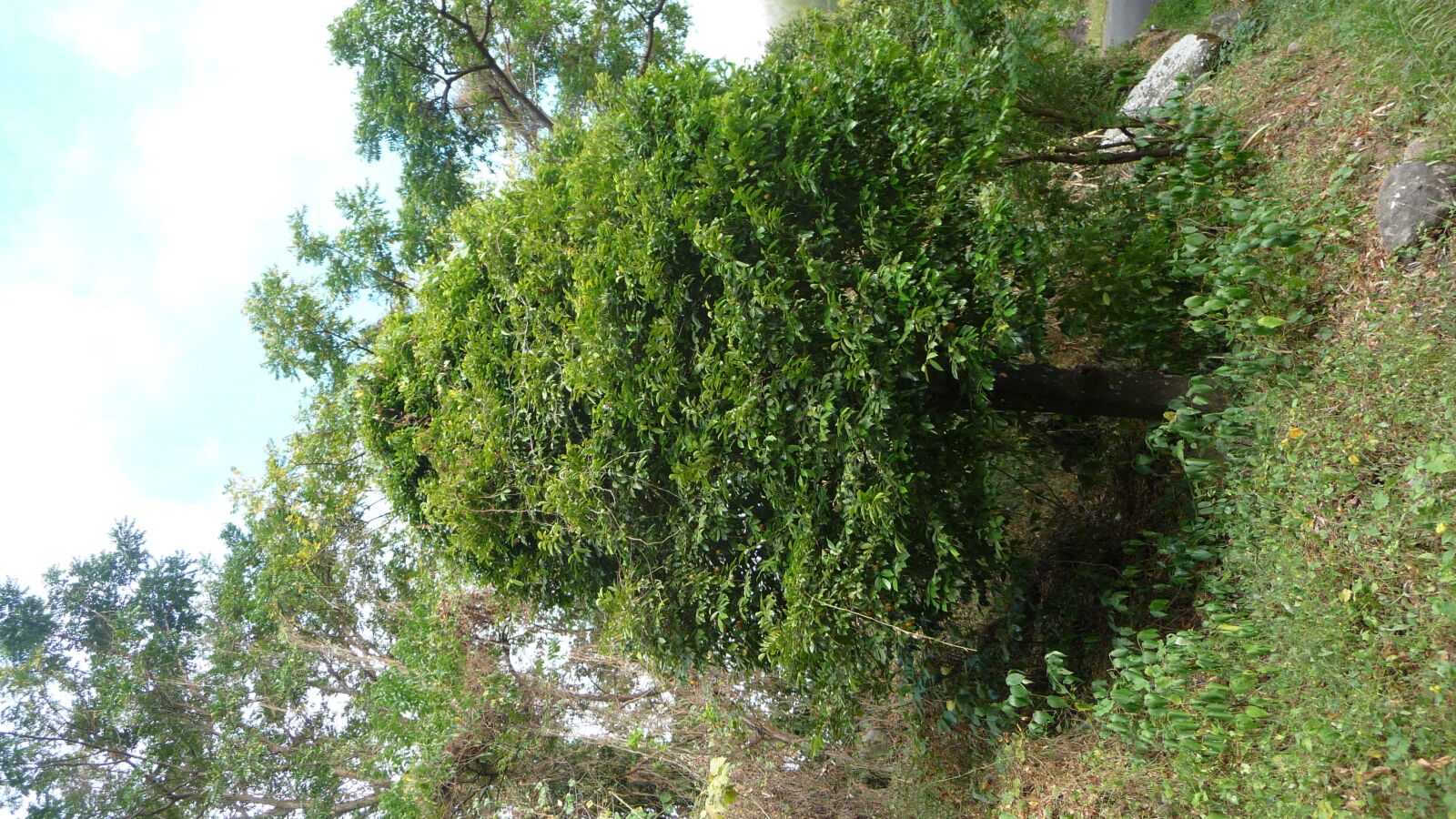 Muskatbaum.