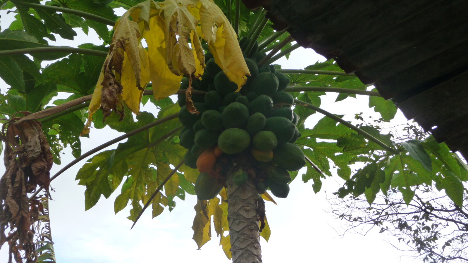 Papaya