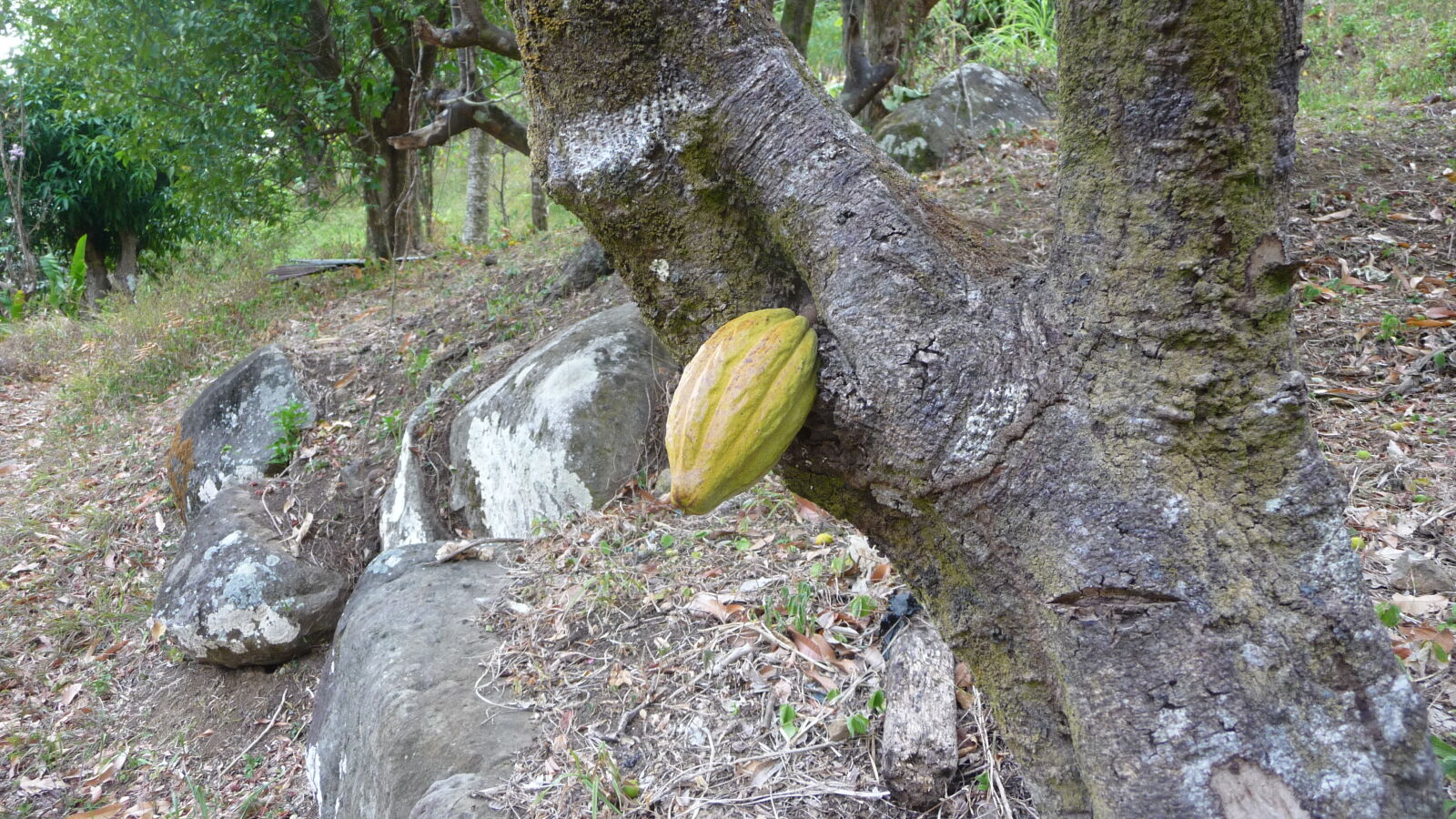 Kakaobaum.