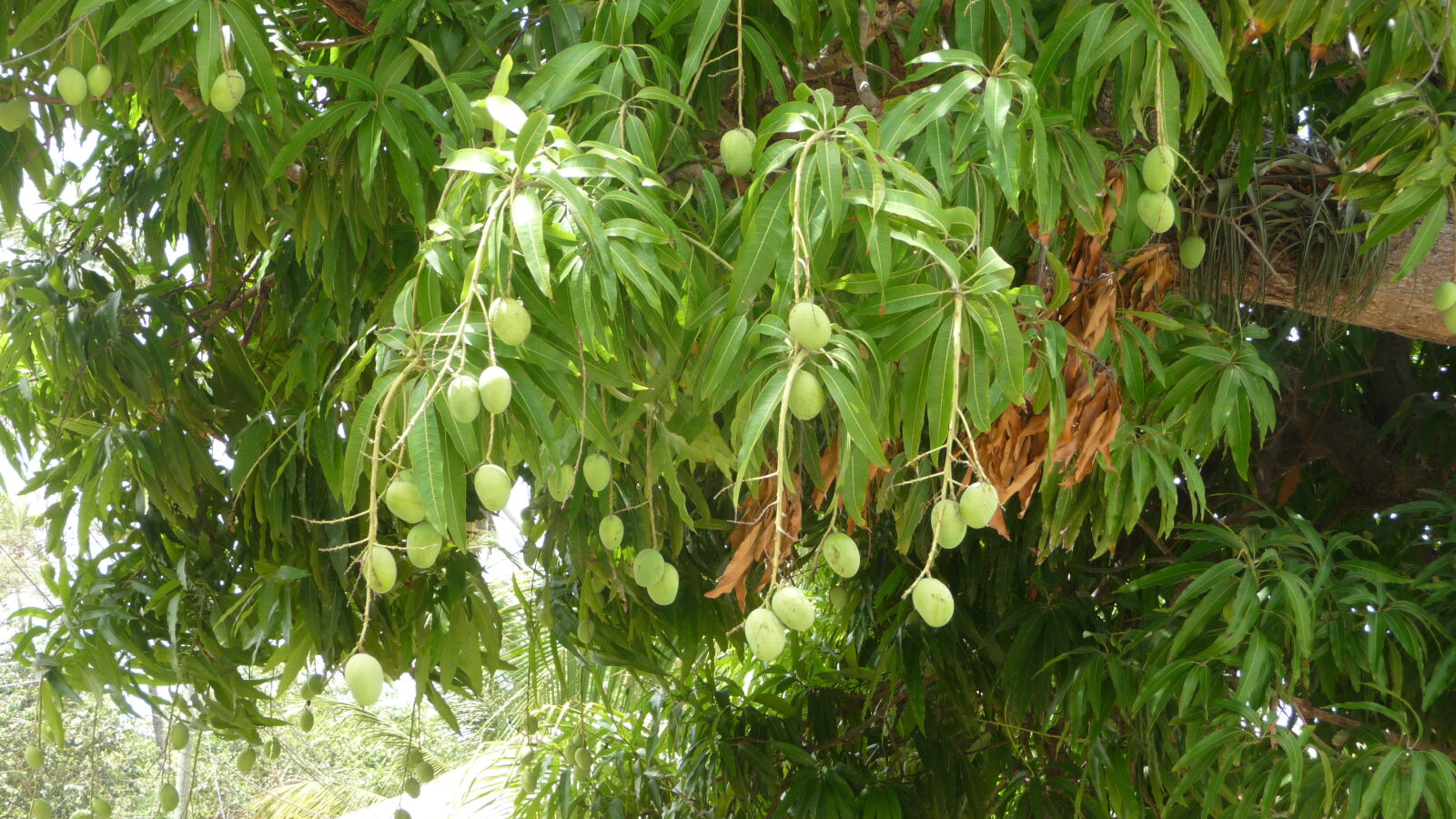 Mangos.