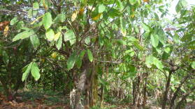 Kakaobaum.