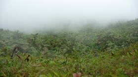 Mt. Qua Qua Trail.