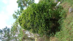 Muskatbaum.