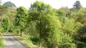 Muskatbaum.