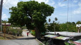 Mangobaum.