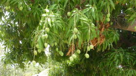 Mangos.