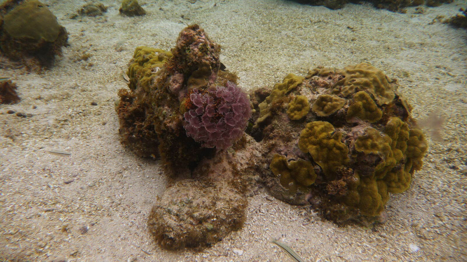 Schnorcheln nördlich von BBQ Island, Holandes Cays.