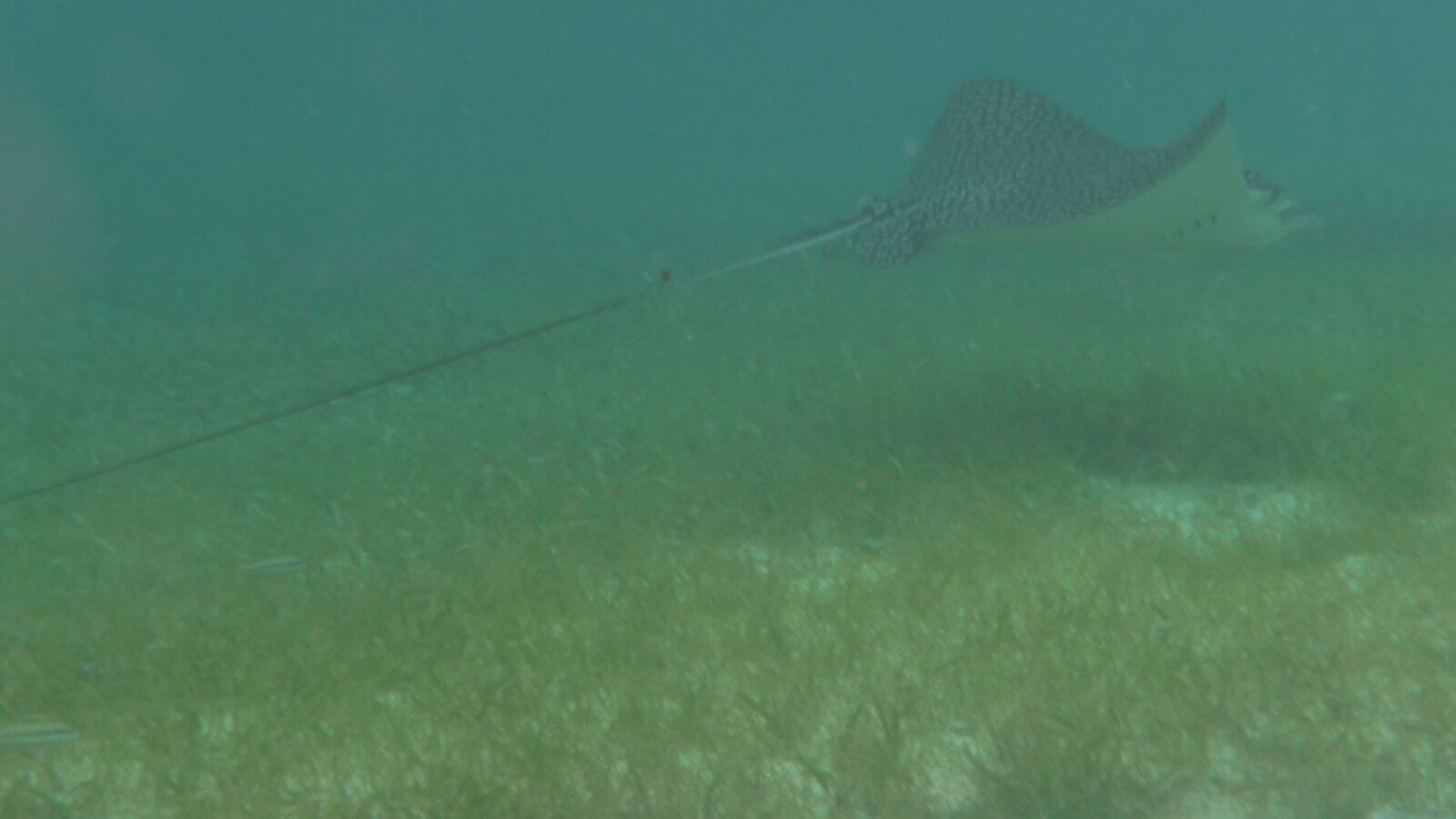 Schnorcheln nördlich von BBQ Island, Holandes Cays.