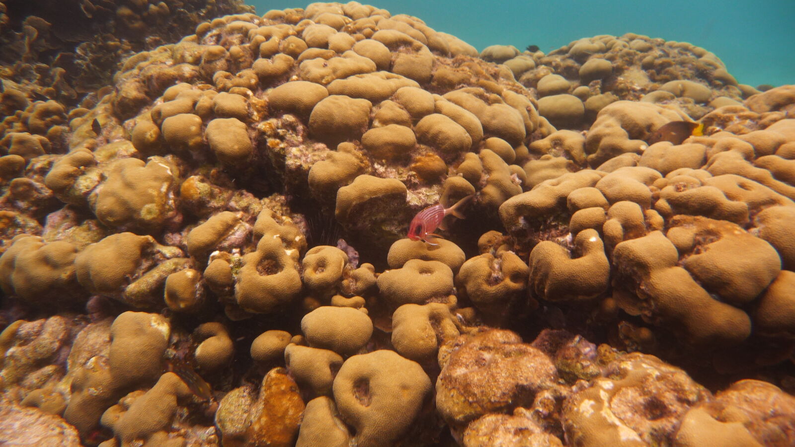 Schnorcheln nördlich von BBQ Island, Holandes Cays.