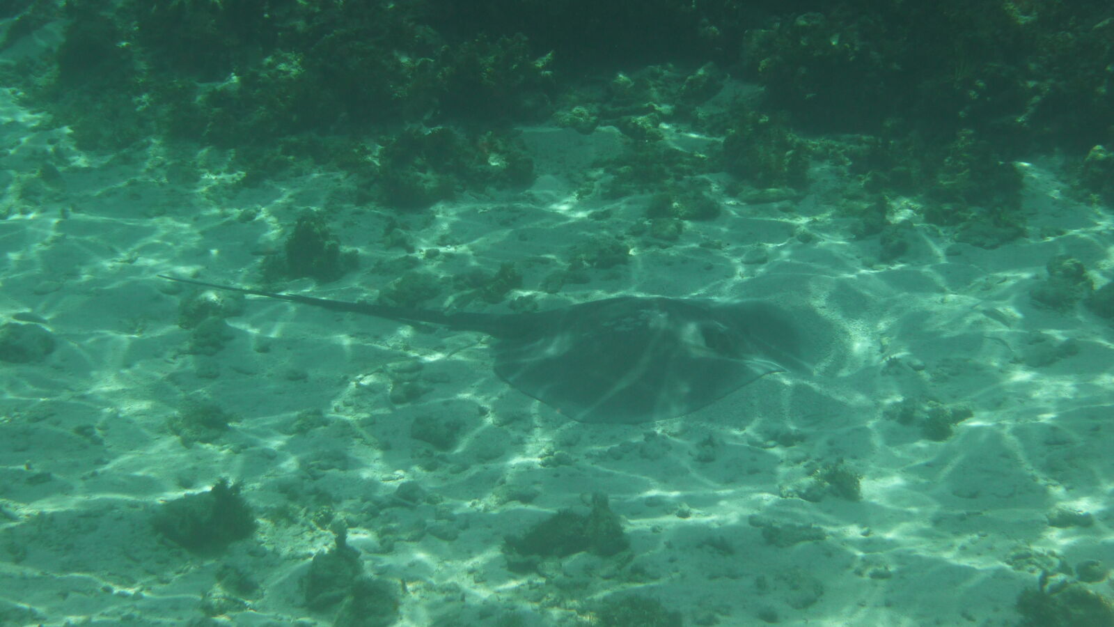 Schnorcheln nördlich von Ukupsuit, Holandes Cays.