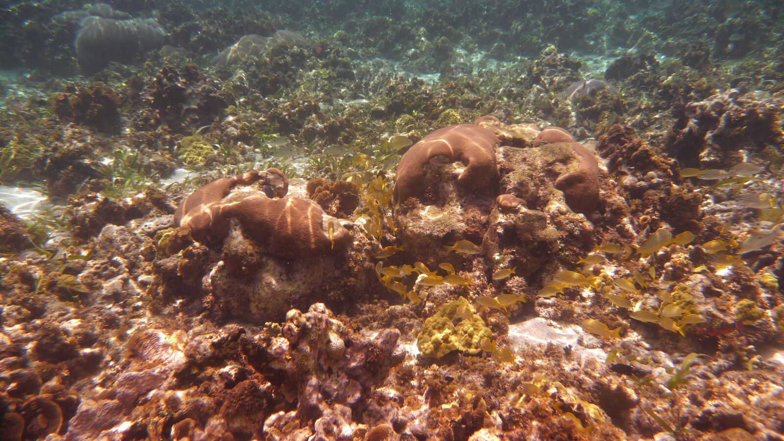 Schnorcheln nördlich von Ukupsuit, Holandes Cays.