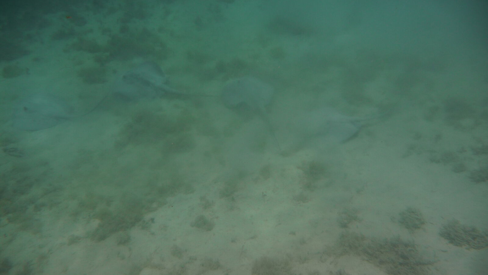 Schnorcheln nördlich von Ukupsuit, Holandes Cays.