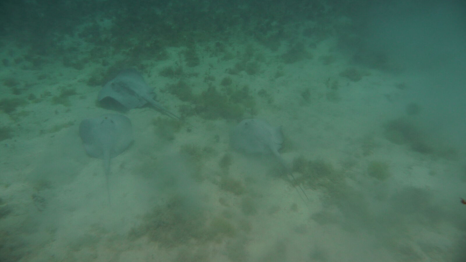 Schnorcheln nördlich von Ukupsuit, Holandes Cays.