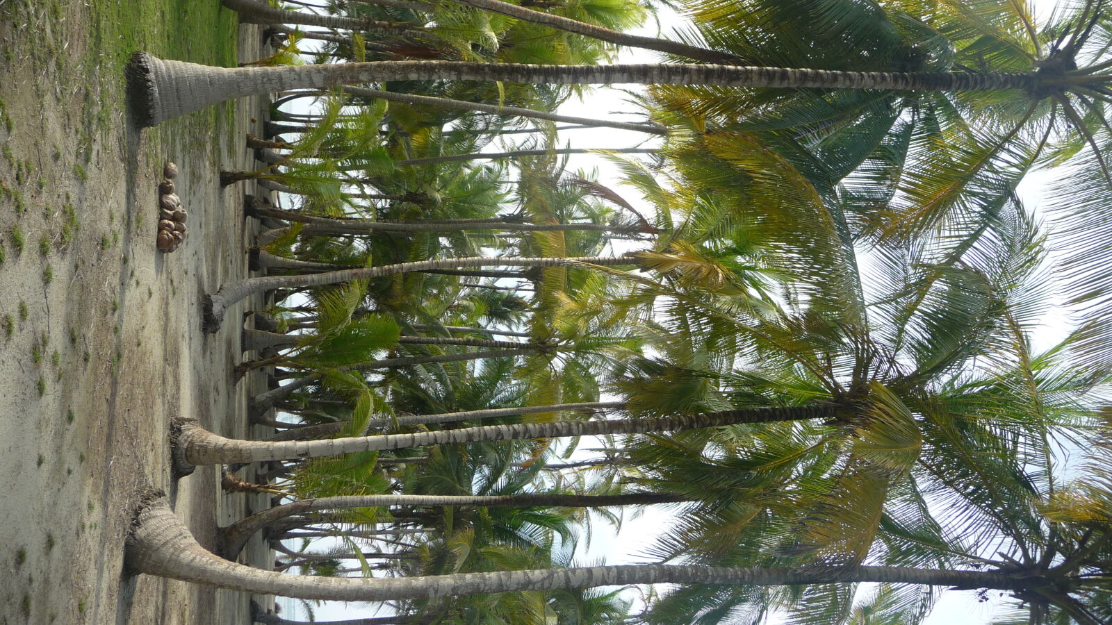 BBQ Island, Holandes Cays.