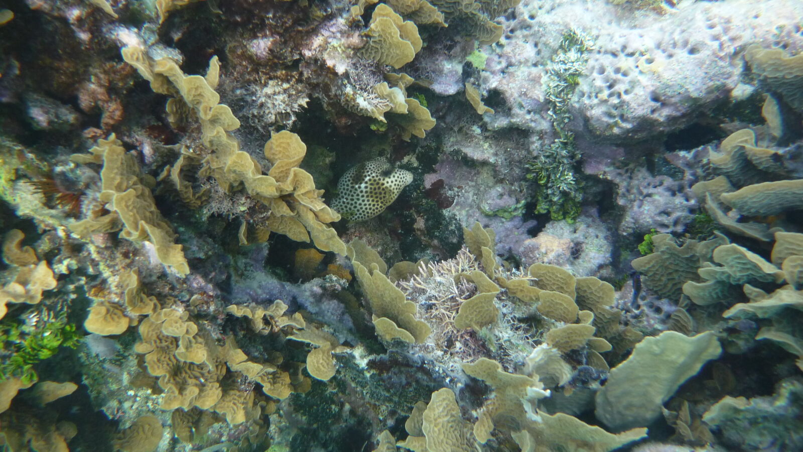 Schnorcheln zwischen Ogoppiriadup und Banedup, Holandes Cays.