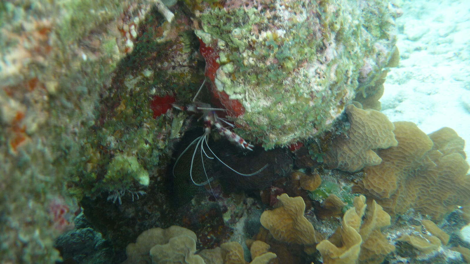 Schnorcheln zwischen Ogoppiriadup und Banedup, Holandes Cays.