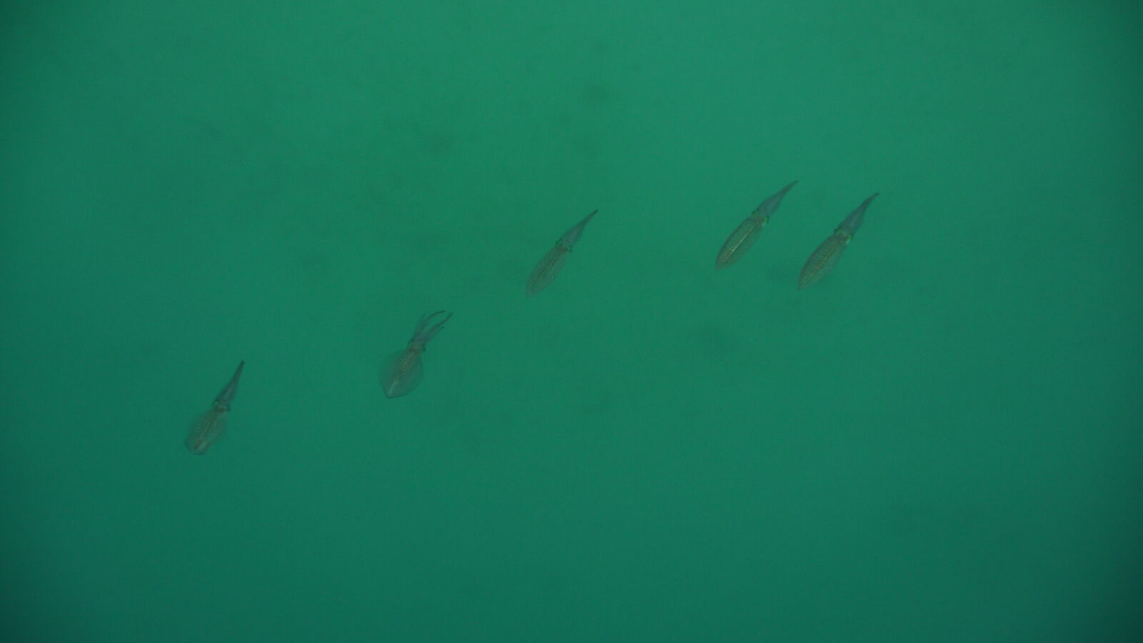 Schnorcheln zwischen Ogoppiriadup und Banedup, Holandes Cays.