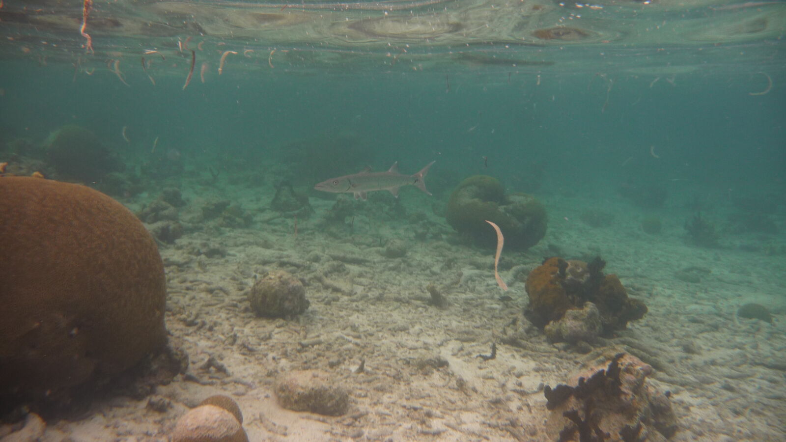 Schnorcheln zwischen Ogoppiriadup und Banedup, Holandes Cays.