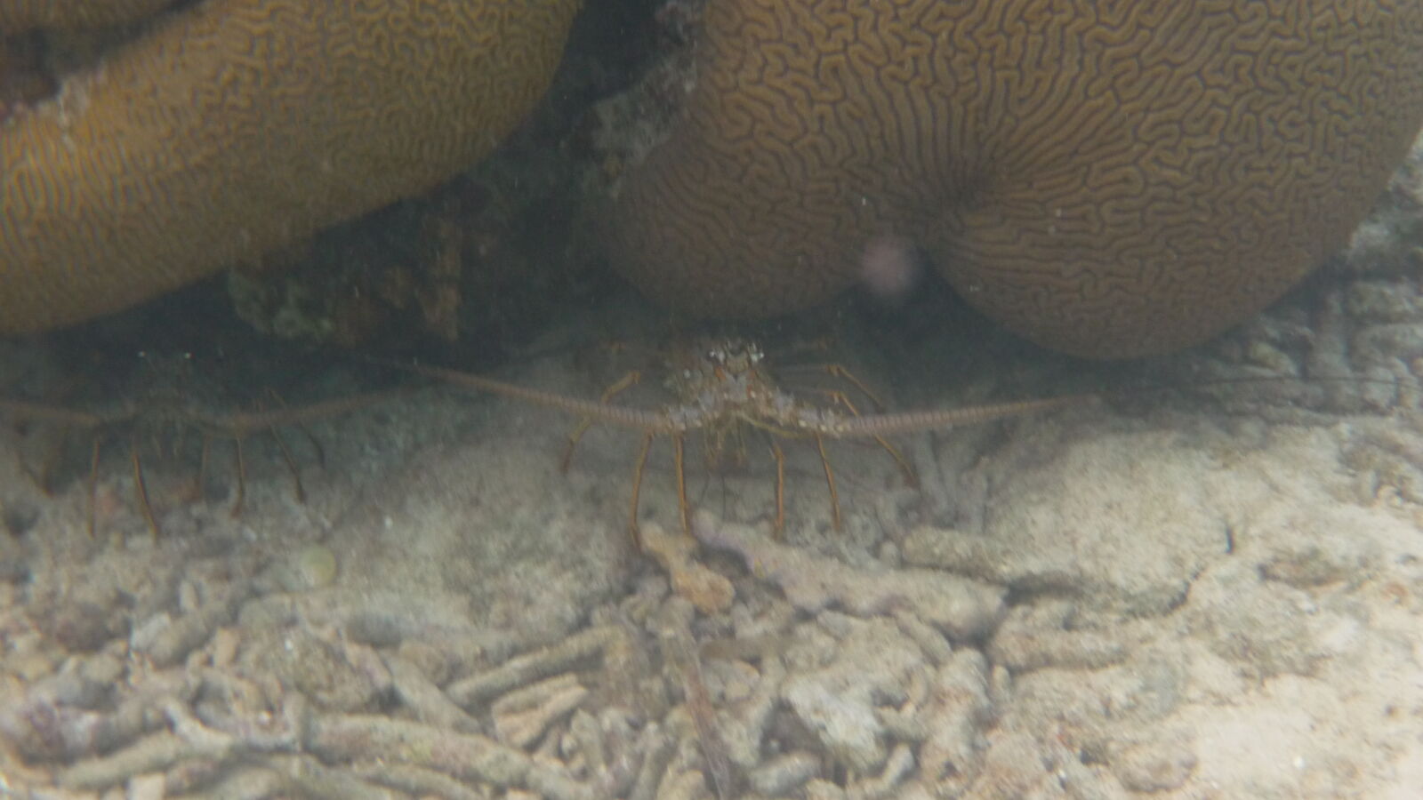 Schnorcheln zwischen Ogoppiriadup und Banedup, Holandes Cays.