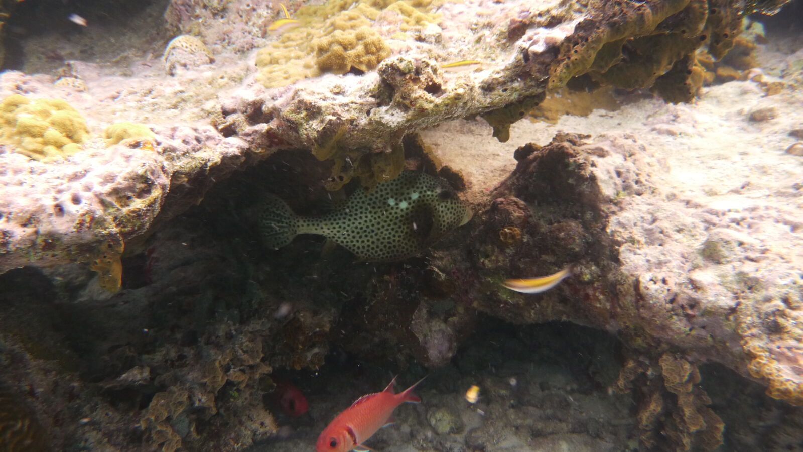 Schnorcheln zwischen Ogoppiriadup und Banedup, Holandes Cays.