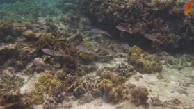 Schnorcheln nördlich von BBQ Island, Holandes Cays.