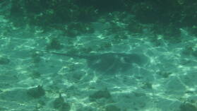 Schnorcheln nördlich von Ukupsuit, Holandes Cays.