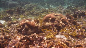 Schnorcheln nördlich von Ukupsuit, Holandes Cays.