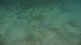 Schnorcheln nördlich von Ukupsuit, Holandes Cays.
