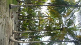 BBQ Island, Holandes Cays.