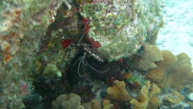 Schnorcheln zwischen Ogoppiriadup und Banedup, Holandes Cays.