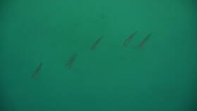 Schnorcheln zwischen Ogoppiriadup und Banedup, Holandes Cays.
