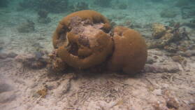 Schnorcheln zwischen Ogoppiriadup und Banedup, Holandes Cays.
