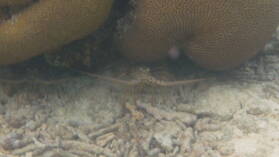 Schnorcheln zwischen Ogoppiriadup und Banedup, Holandes Cays.