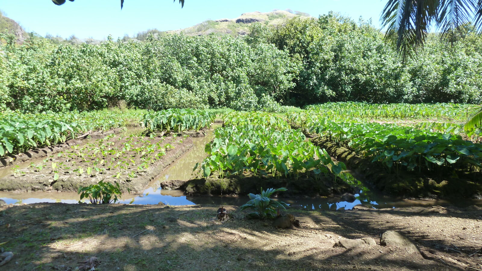 Taro(?)-feld in der Nähe von Parea.