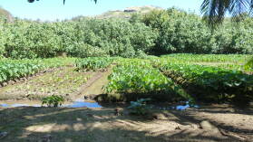 Taro(?)-feld in der Nähe von Parea.