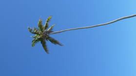 Palme.