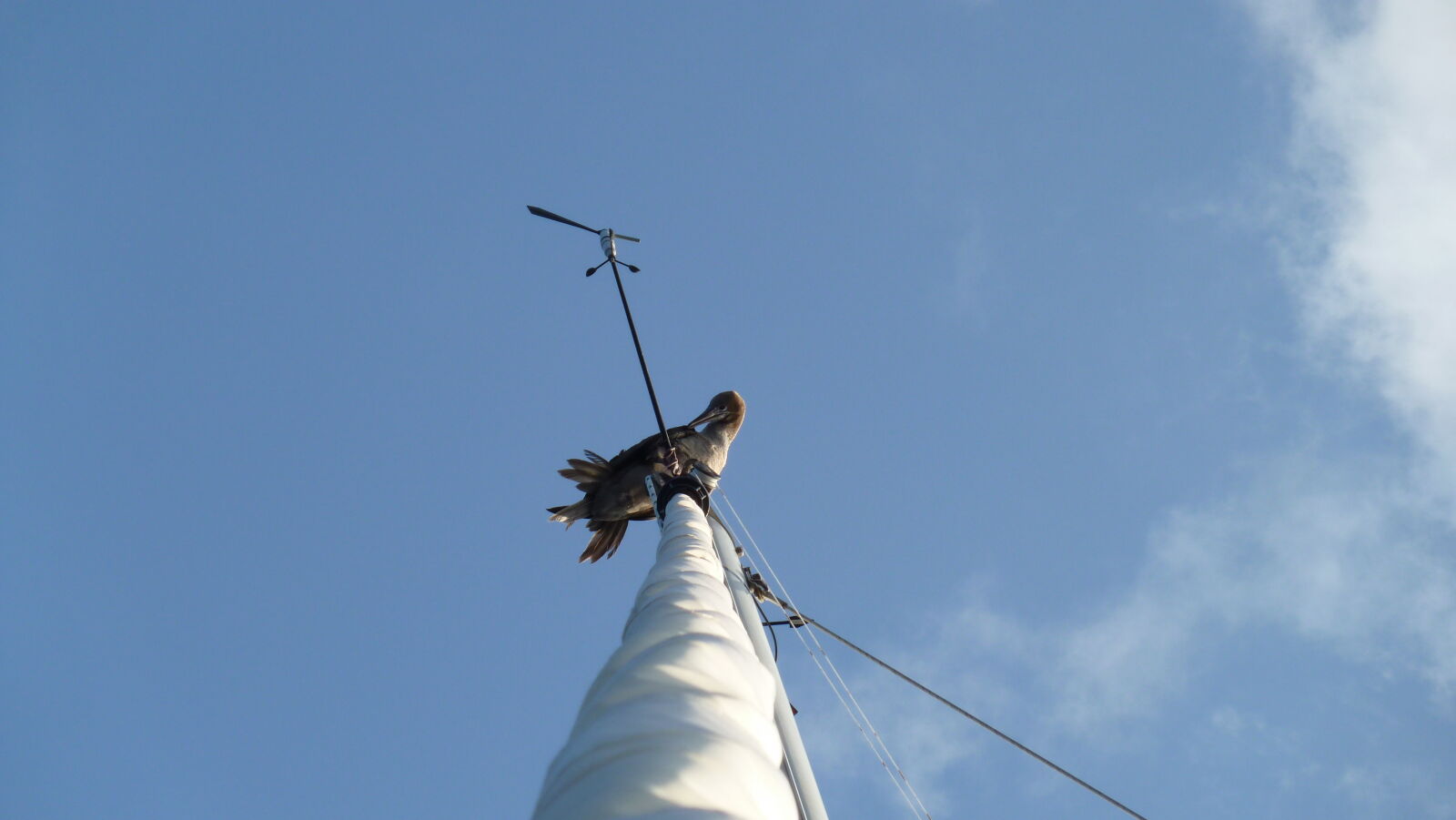 Brown Booby. Dieser ist 24 Std. mitgefahren.