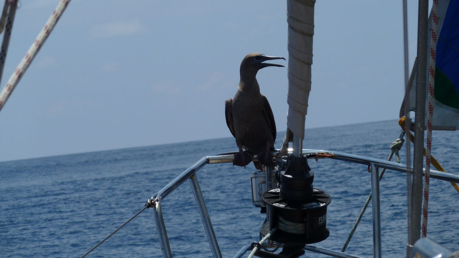 Brown Booby, im Hintergrund die Tsunami-Wellen.