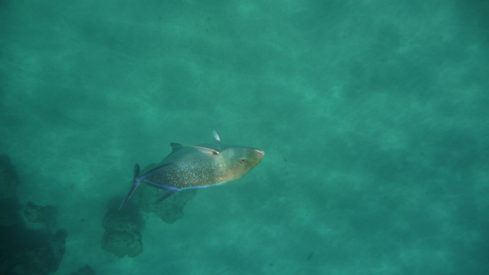 Schnorcheln in Wafer Bay.
