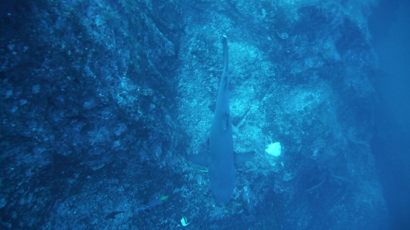 Tauchgang bei Piedra Sucia, 20-30 m Tiefe.